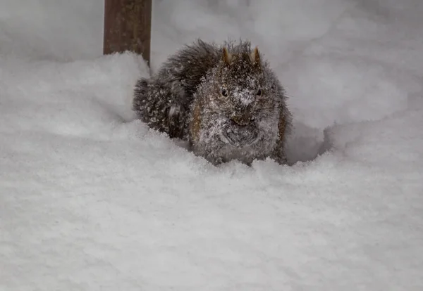 Snowy faced grey squirrel. A small grey squirrel foraging under a feeder, after a Minnesota snow storm.