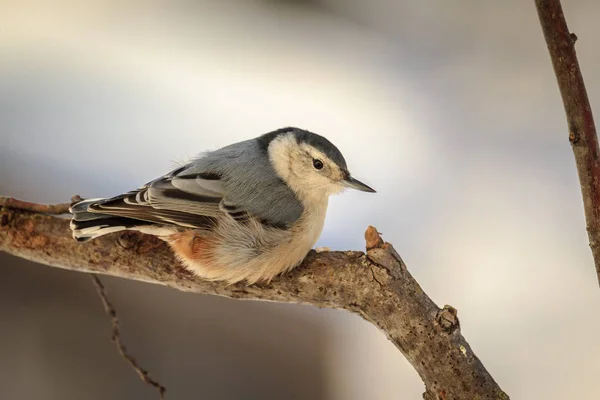 White Breasted Nuthatch Descansando Depois Uma Tempestade Neve Inverno Fotografia De Stock