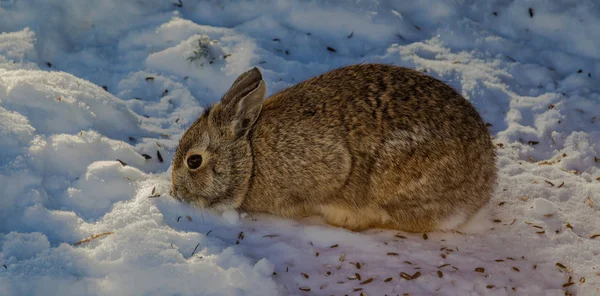 Cottontail Coniglio Alimentazione Nella Neve Durante Inverno Del Minnesota Fotografia Stock