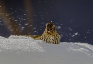 Çam isketesi buldum bir tohum. Kar Rüzgar tarafından dövülerek.
