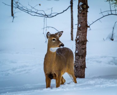 Yalıtılmış Ak kuyruklu geyik (doe) diz derin kar bir çam ağacı tarafından.