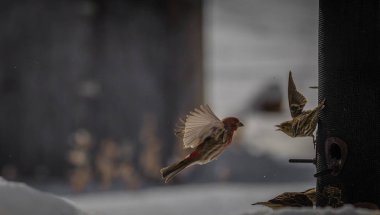 Çam isketesi house finch korkutmak istiyor. Kuş besleyici kavga.
