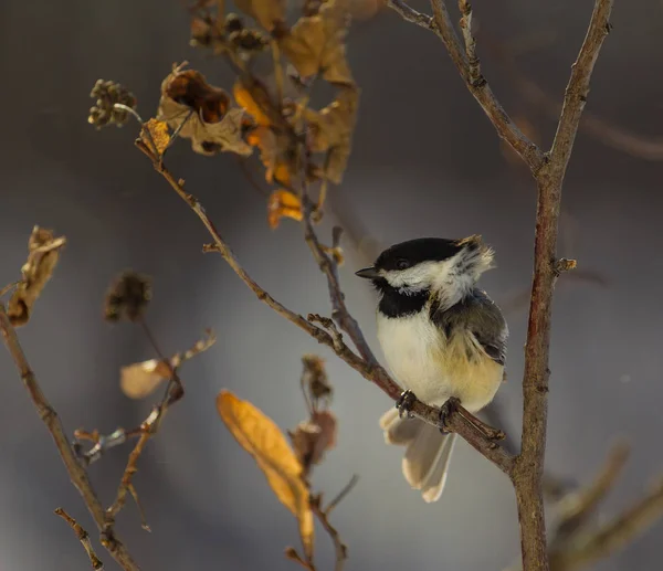 Pollito Gorra Negra Siendo Golpeado Por Viento Invernal Gran Luz — Foto de Stock