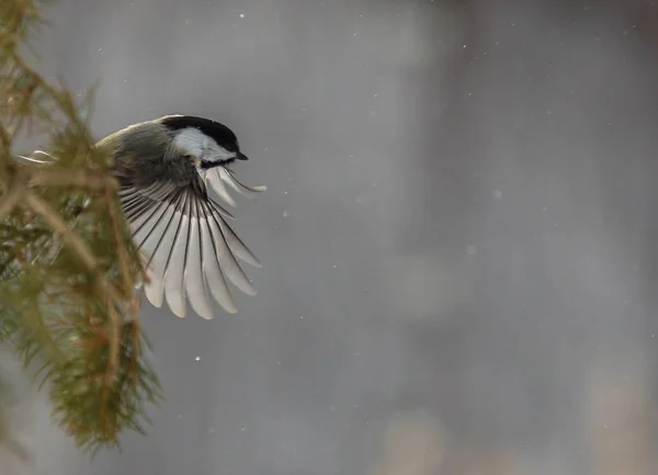 Svart Capped Chickadee Zooma Förbi Tall Trädgren — Stockfoto