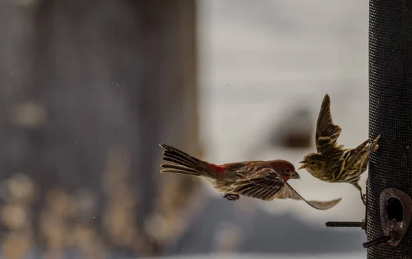 Cintezeu Casă Siskin Pin Având Ceartă Alimentatorul Păsări — Fotografie, imagine de stoc