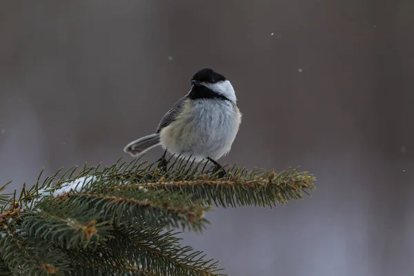 Mésange Capuchon Noir État Alerte Après Avoir Atterri Sur Une — Photo