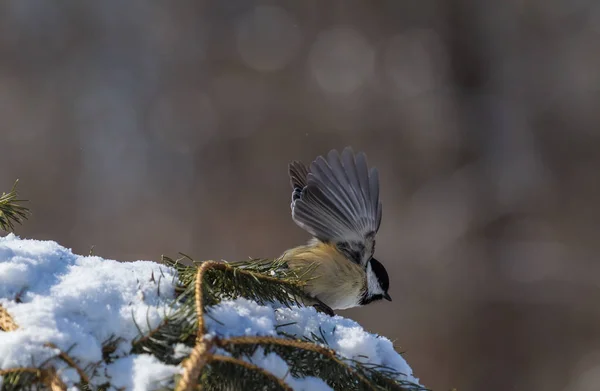 Pollito Gorra Negra Despegando Una Rama Pino Cubierta Nieve —  Fotos de Stock