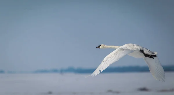 Single Trumpeter Swan Photographed Just Take Eye Level — Stock Photo, Image