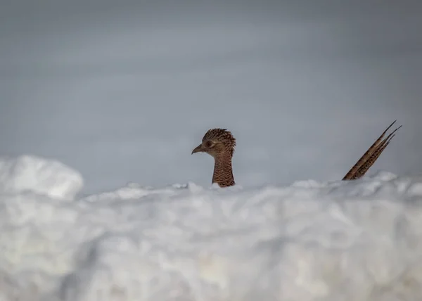 Faisão Galinha Correndo Atrás Uma Pilha Neve Durante Inverno — Fotografia de Stock