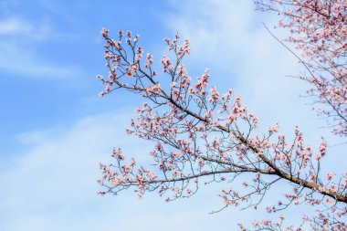 Çiçek açan ağaç. Bir ağacın dalları üzerinde pembe çiçekler