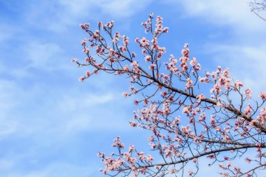 Çiçek açan ağaç. Bir ağacın dalları üzerinde pembe çiçekler