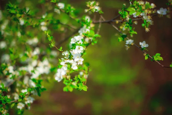 Blühender Baum Weiße Blumen Auf Den Ästen Eines Baumes — Stockfoto