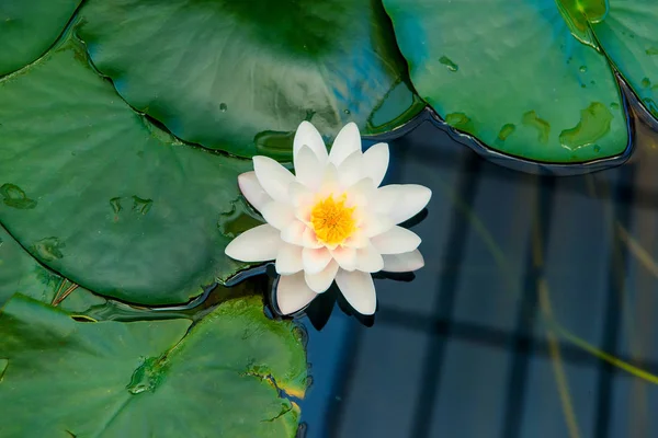Lilia Biała Woda Wodzie Kwiat Lotosu Woda Roślin Ogrodzie Botanicznym — Zdjęcie stockowe