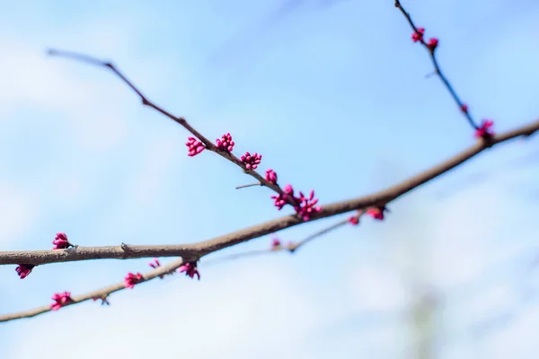 Kwitnące Drzewo Różowe Kwiaty Gałęzi Drzewa — Zdjęcie stockowe