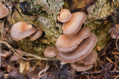 Yenilebilir mantar rezerv. Mantar kesilen ağaç üzerinde yağmur sonra. Miselyum güdük üzerinde