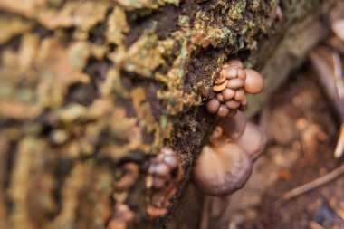 Yenilebilir mantar rezerv. Mantar kesilen ağaç üzerinde yağmur sonra. Miselyum güdük üzerinde