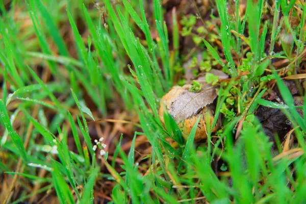 Shriveled Mushroom Reserve Edible Mushrooms Rain Mycelium Field — Stock Photo, Image