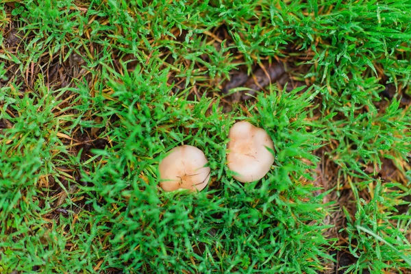 Cogumelo Comestível Reserva Cogumelos Comestíveis Após Chuva Micélio Campo — Fotografia de Stock