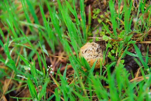 Fungo Raggrinzito Nella Riserva Funghi Commestibili Dopo Pioggia Micelio Sul — Foto Stock