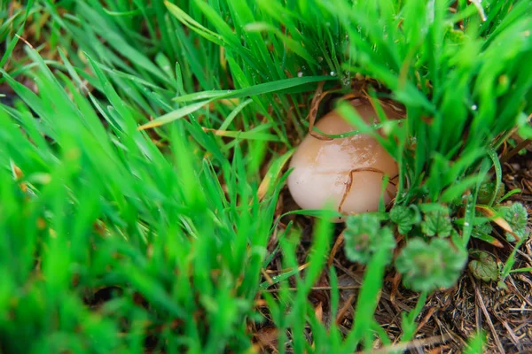 Fungo Commestibile Nella Riserva Funghi Commestibili Dopo Pioggia Micelio Sul — Foto Stock