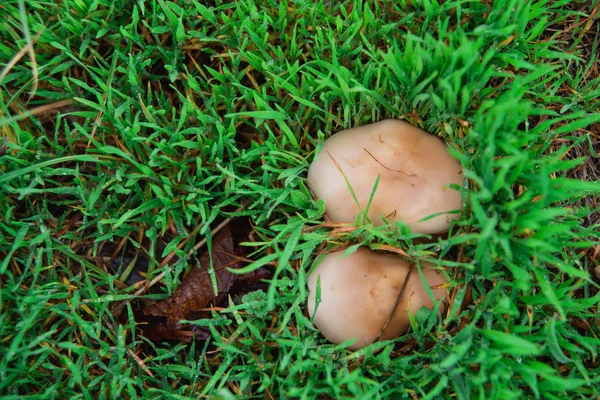 Cogumelo Comestível Reserva Cogumelos Comestíveis Após Chuva Micélio Campo — Fotografia de Stock