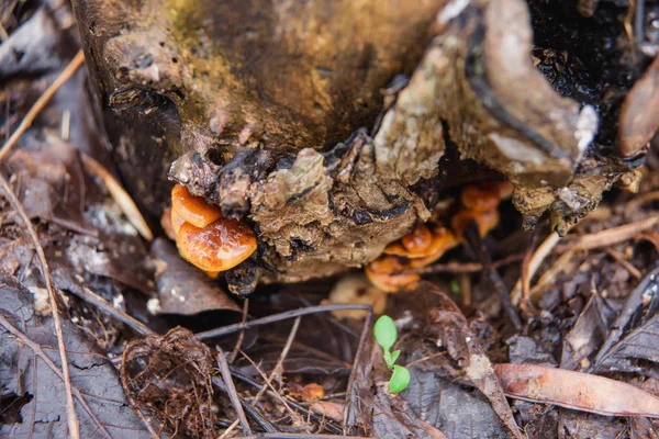 Edible Mushrooms Reserve Mushrooms Rain Felled Tree Mycelium Stump — Stock Photo, Image