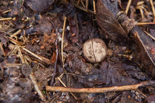 Ceviz yere park. Fındık kabuğu rezerv
