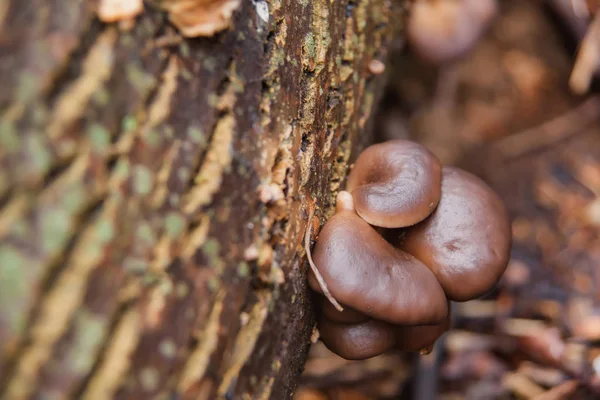 Edible Mushrooms Reserve Mushrooms Rain Felled Tree Mycelium Stump — Stock Photo, Image