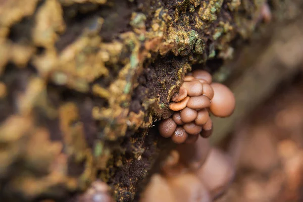 Yenilebilir mantar rezerv. Mantar kesilen ağaç üzerinde yağmur sonra. Miselyum güdük üzerinde