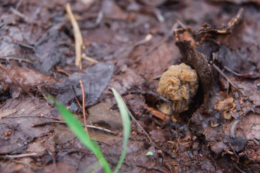 Buruşuk mantar rezerv. Yağmurdan sonra yenilebilir mantar. Alanına miselyum