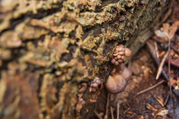 Champignons Comestibles Dans Réserve Champignons Après Pluie Sur Arbre Abattu — Photo