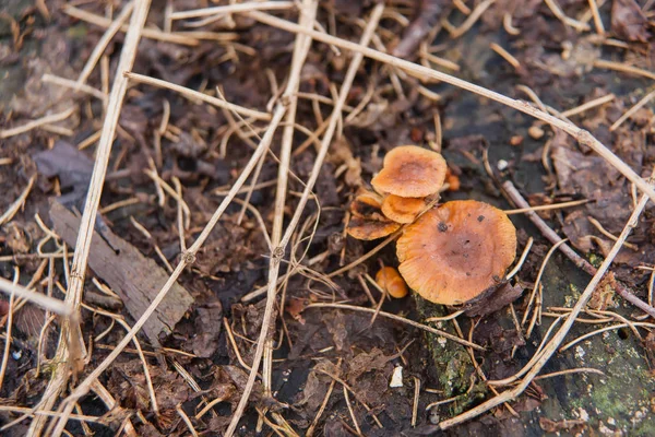 Cogumelos Comestíveis Reserva Cogumelos Depois Chuva Uma Árvore Derrubada Micélio — Fotografia de Stock