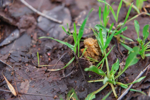 Champignon Ratatiné Dans Réserve Champignons Comestibles Après Pluie Mycélium Sur — Photo