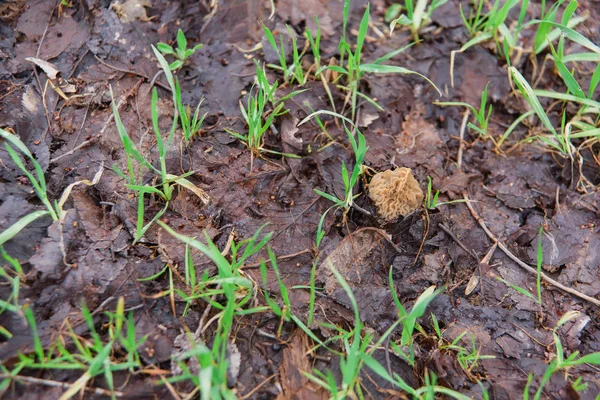 Shriveled Mushroom Reserve Edible Mushrooms Rain Mycelium Field — Stock Photo, Image