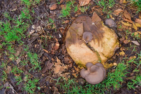 Edible Mushrooms Reserve Mushrooms Rain Felled Tree Mycelium Stump — Stock Photo, Image