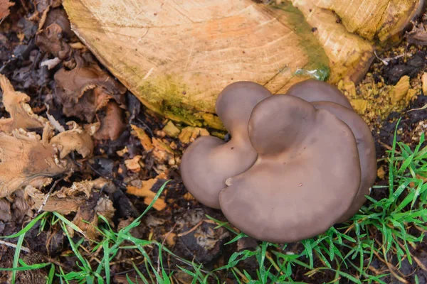 Cogumelos Comestíveis Reserva Cogumelos Depois Chuva Uma Árvore Derrubada Micélio — Fotografia de Stock