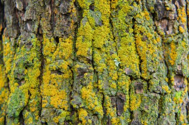 Bir ağaç kabuğu üzerinde sarı moss. Doku turuncu Moss. Bir ağaç üzerinde küçük bitkiler