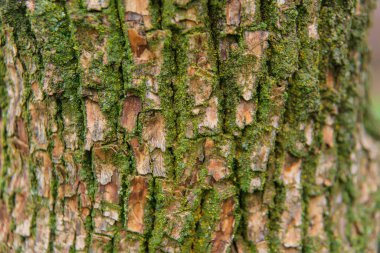 Yeşil bir ağaç kabuğu üzerinde moss. Yeşil yosun doku. Bir ağaç üzerinde küçük bitkiler