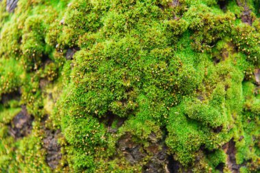 Yeşil bir ağaç kabuğu üzerinde moss. Yeşil yosun doku. Bir ağaç üzerinde küçük bitkiler