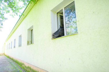 Siyah bir at Başkanı. Kilitli bir at bir binada. At beşik içinde