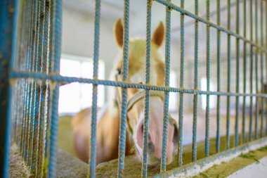 Bina bir at için. At bir kafeste. At ahır