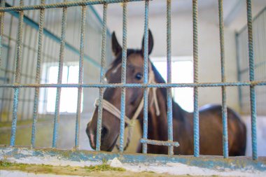 Bina bir at için. At bir kafeste. At ahır
