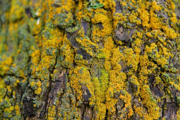 Yellow moss on the bark of a tree. Texture of orange moss. Small plants on a tree