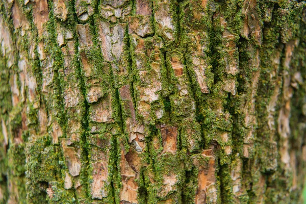 Zelený Mech Kůře Stromu Textura Zeleným Mechem Malé Rostliny Stromě — Stock fotografie