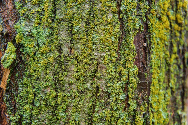 Zelený Mech Kůře Stromu Textura Zeleným Mechem Malé Rostliny Stromě — Stock fotografie