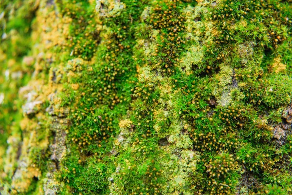 緑の木の樹皮に苔 緑の苔の質感 木の上の小さな植物 — ストック写真