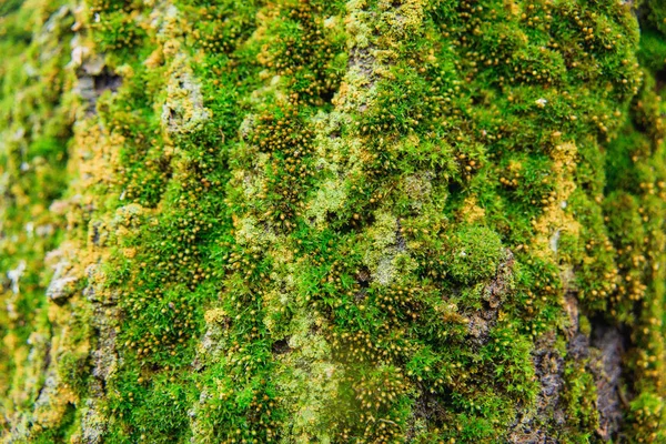 Mousse Verte Sur Écorce Arbre Texture Mousse Verte Petites Plantes — Photo