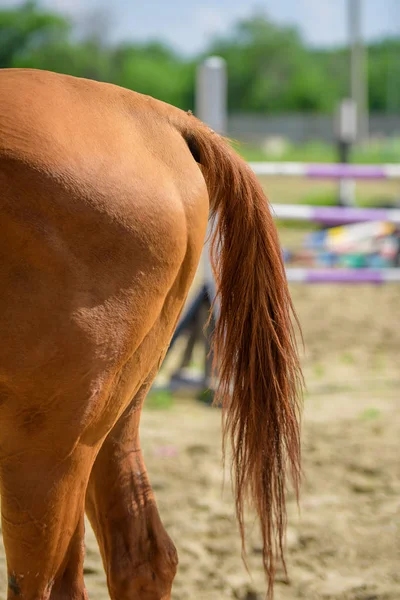 The horse\'s tail is orange. Fluffy tail. Horse on the racetrack