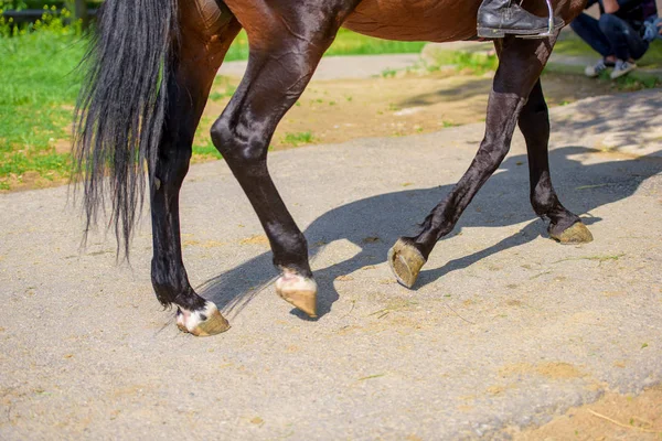 通りで馬のひづめの音 競馬場で馬を歩きます 馬の手入れが行き届いている蹄 — ストック写真