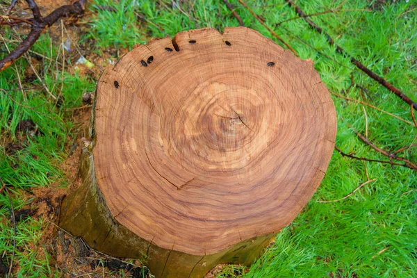 Cut tree after rain. Year rings. Rings on a wooden saw. Wet wood texture